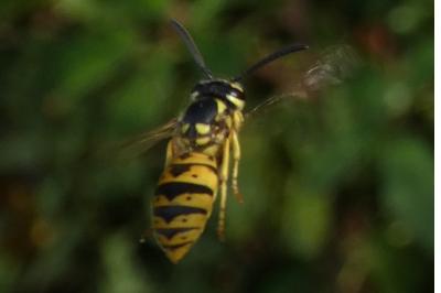 <i>Vespula germanica</i>