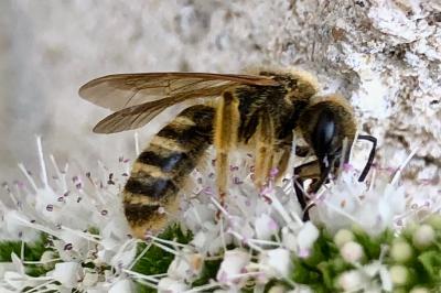 <i>Halictus</i>