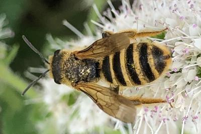 <i>Halictus</i>