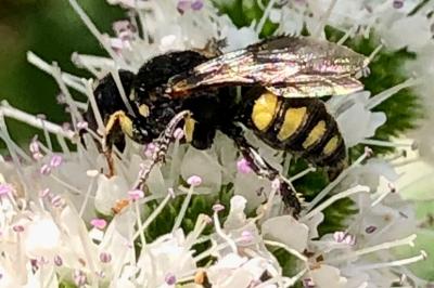 <i>Ectemnius</i>