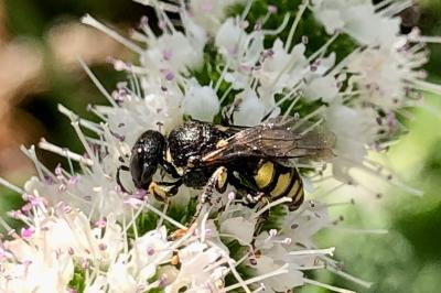<i>Ectemnius</i>