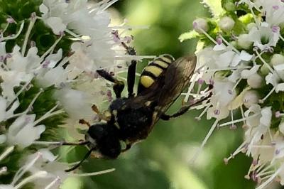 <i>Ectemnius</i>