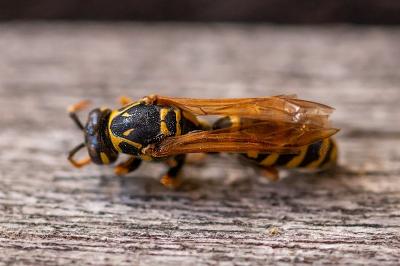 <i>Polistes nimpha</i>