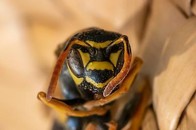 <i>Polistes nimpha</i>