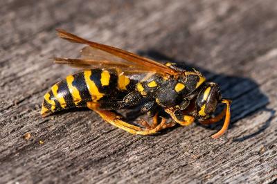 <i>Polistes nimpha</i>