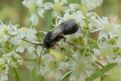<i>Chelonus</i>