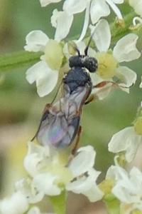 <i>Chelonus</i>