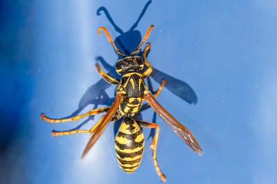 <i>Polistes dominula</i>