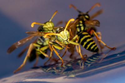 <i>Polistes dominula</i>