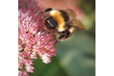 <i>Bombus</i>