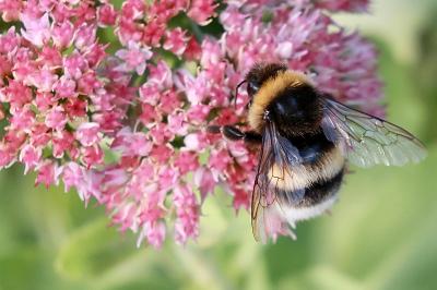<i>Bombus</i>