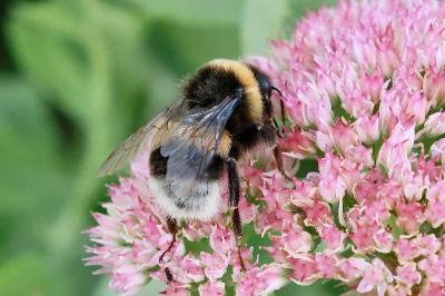 <i>Bombus</i>