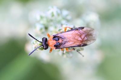 <i>Athalia rosae</i>