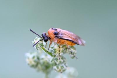 <i>Athalia rosae</i>