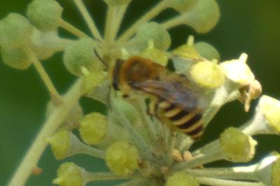 <i>Colletes hederae</i>