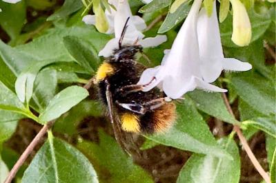 <i>Bombus pratorum</i>