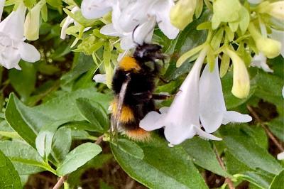 <i>Bombus pratorum</i>