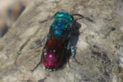 <i>Chrysis</i>