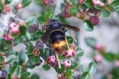 <i>Vespa velutina</i>