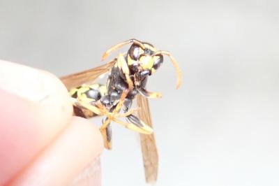 <i>Polistes dominula</i>