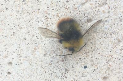 <i>Bombus pratorum</i>