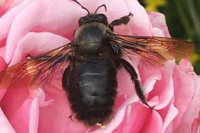 <i>Xylocopa violacea</i>
