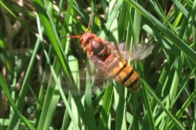 <i>Vespa crabro</i>