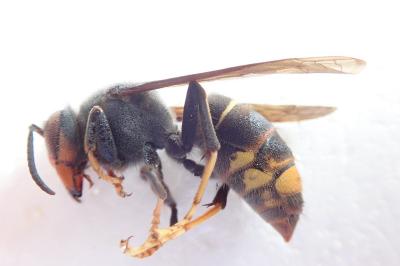 <i>Vespa velutina</i>