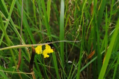 <i>Bombus lapidarius</i>