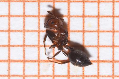 <i>Crematogaster scutellaris</i>