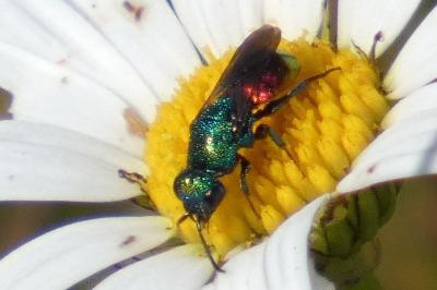 <i>Chrysis</i>
