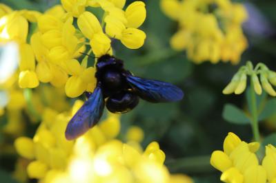 <i>Xylocopa</i>