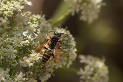 <i>Polistes</i>