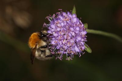 <i>Bombus sp (pascuorum/humilis/muscorum)</i>