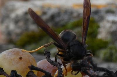 <i>Vespa velutina</i>
