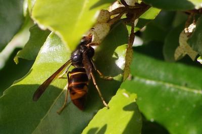 <i>Vespa velutina</i>
