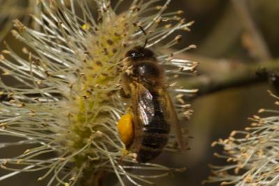 <i>Apis mellifera</i>