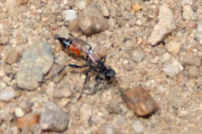 <i>Ammophila sabulosa</i>