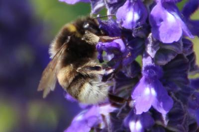 <i>Bombus</i>