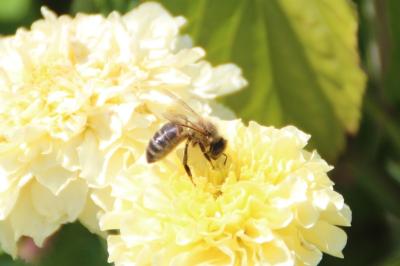 <i>Apis mellifera</i>