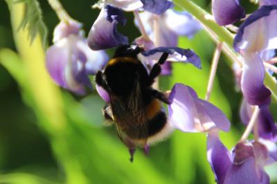 <i>Bombus</i>