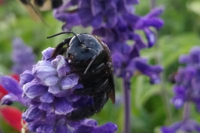 <i>Xylocopa valga</i>