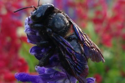 <i>Xylocopa valga</i>