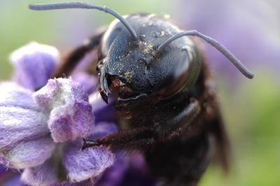 <i>Xylocopa valga</i>