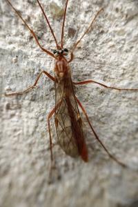 <i>Ophion obscuratus</i>