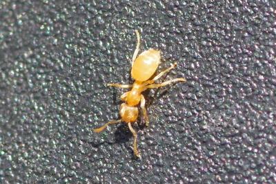 <i>Lasius flavus</i>