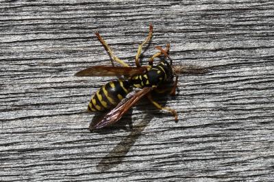 <i>Polistes dominula</i>