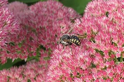 <i>Anthidium</i>
