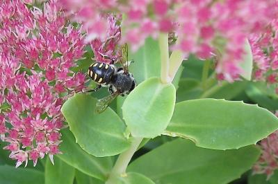 <i>Anthidium</i>