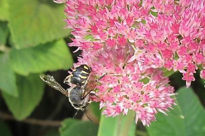 <i>Anthidium</i>